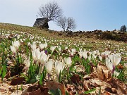 57 Tanti fiori dietro la cappelletta
